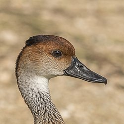 An image of a duck.